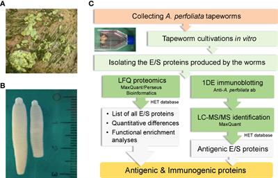 Label-free quantitative proteomics and immunoblotting identifies immunoreactive and other excretory-secretory (E/S) proteins of Anoplocephala perfoliata